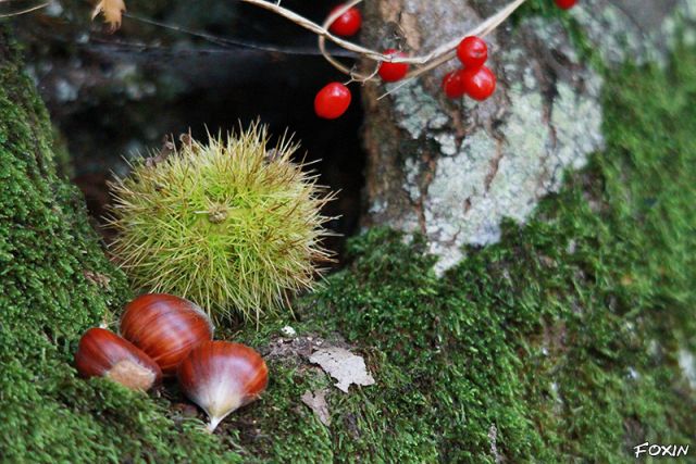 album/048 piatto autunnale.jpg